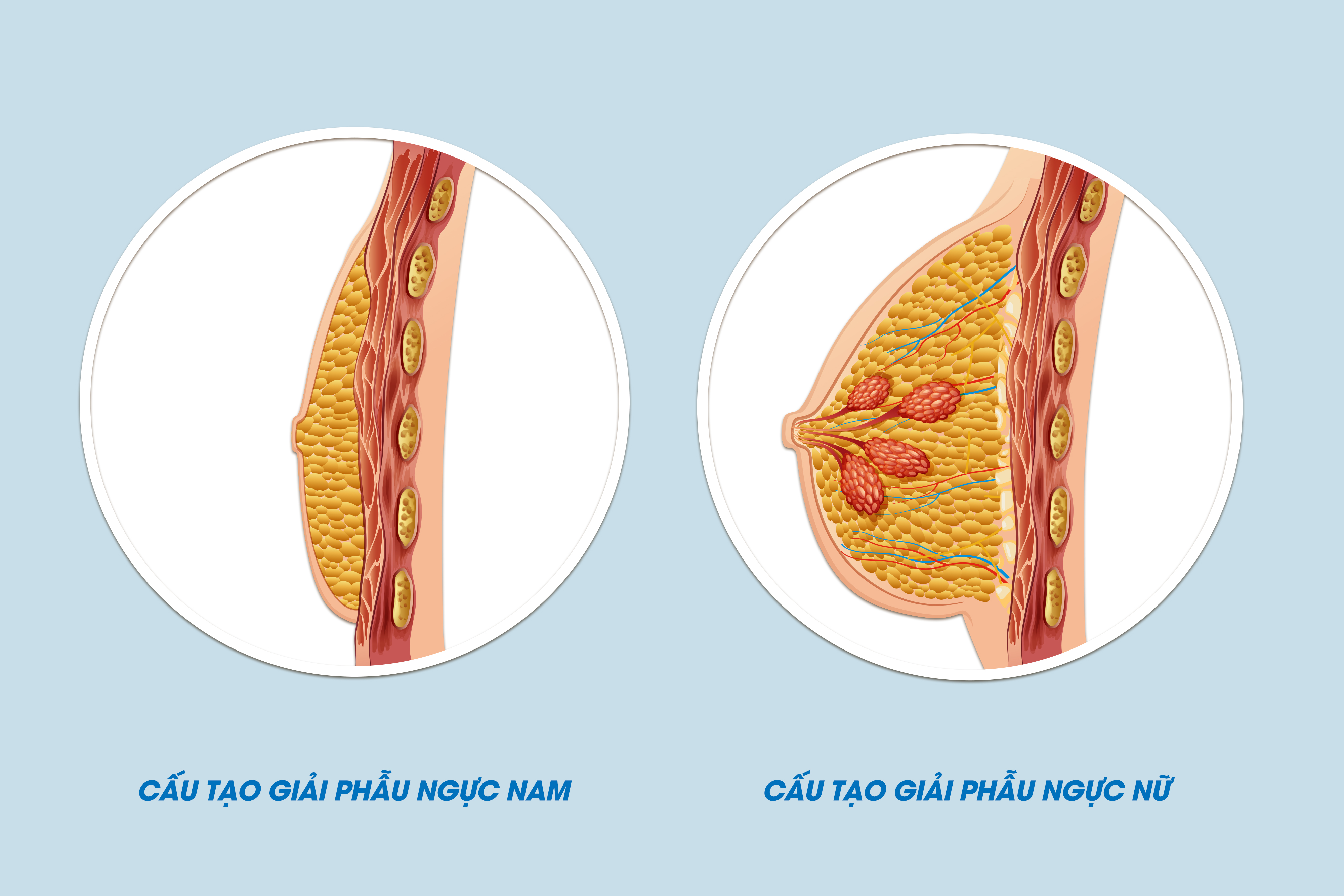Hình chụp mô phỏng hình dạng ngực tự nhiên giữa người chuyển giới và nữ giới