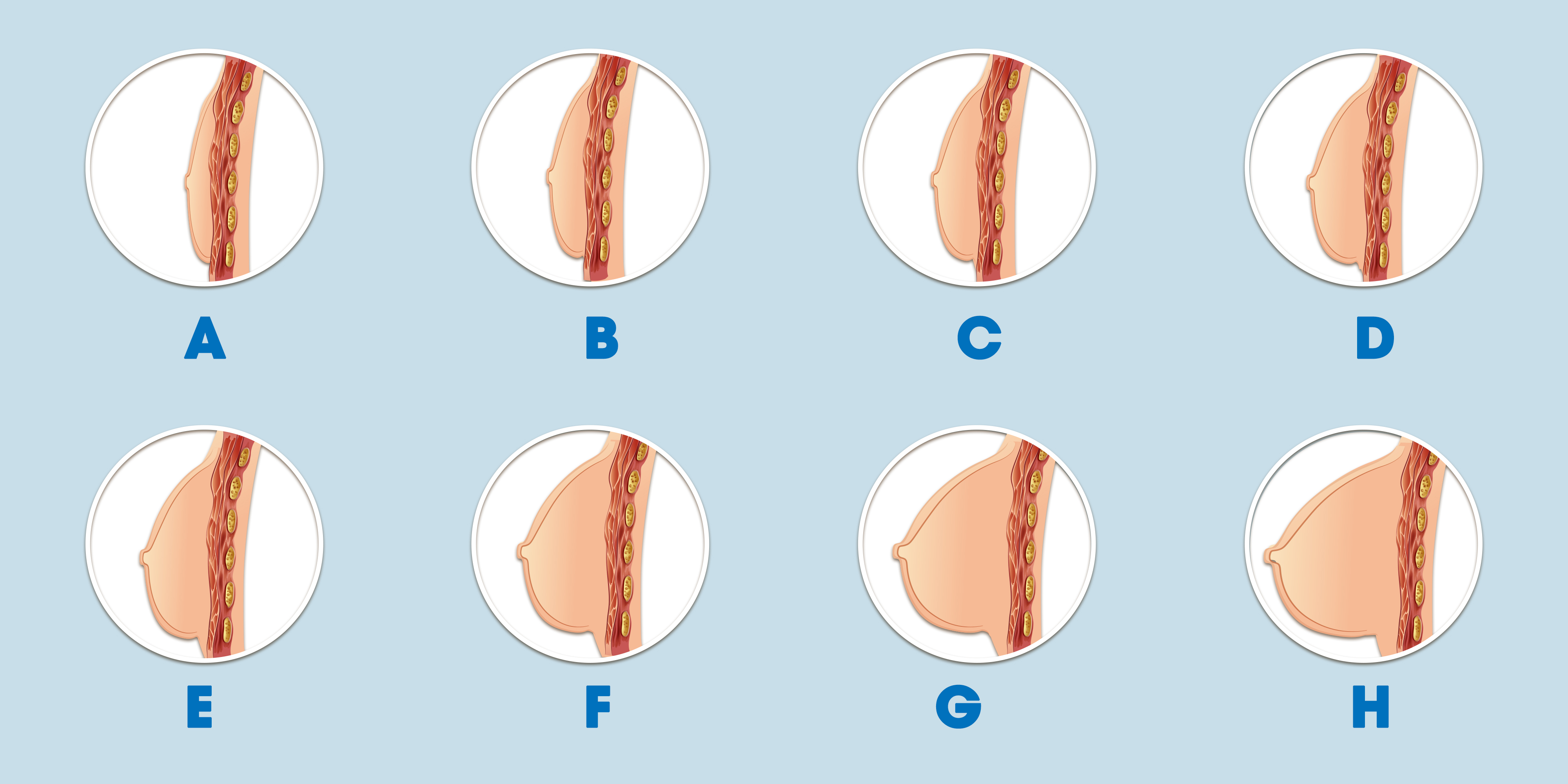 So sánh các kích cỡ ngực khác nhau